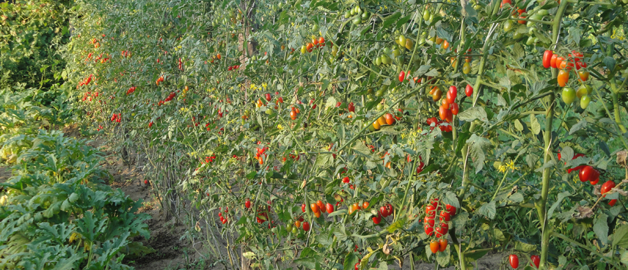 Masserie del Nonno | I Colori della Natura 6