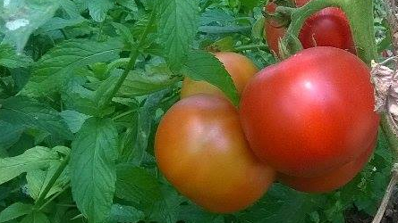 Masserie del Nonno | I Colori della Natura 1